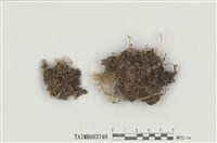 藏品(細枝毛燈苔)的圖片